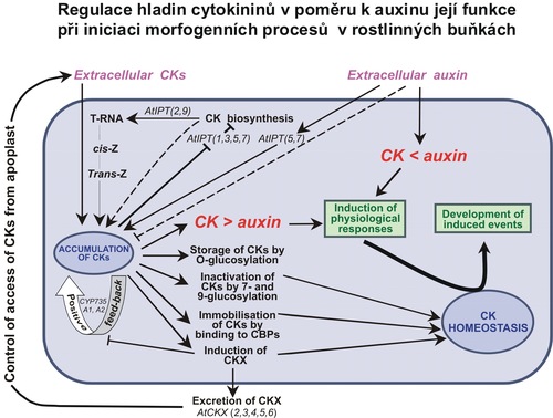 Model metabolické regulace cytokininů Model metabolické regulace cytokininů